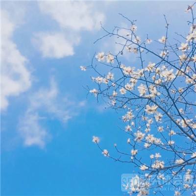 大圣伏魔录官方版下载